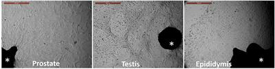 Shuttle Transfer of mRNA Transcripts via Extracellular Vesicles From Male Reproductive Tract Cells to the Cumulus–Oocyte Complex in Rabbits (Oryctolagus cuniculus)